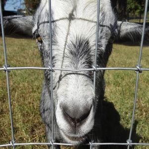 Meet your Posher, Lynley